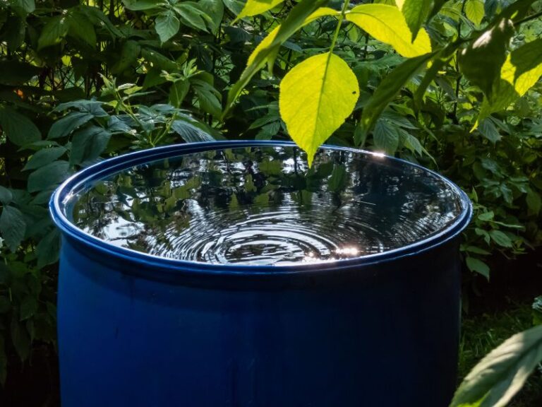 Ứng dụng nước mưa trong sinh hoạt và quy trình xử lý chuẩn